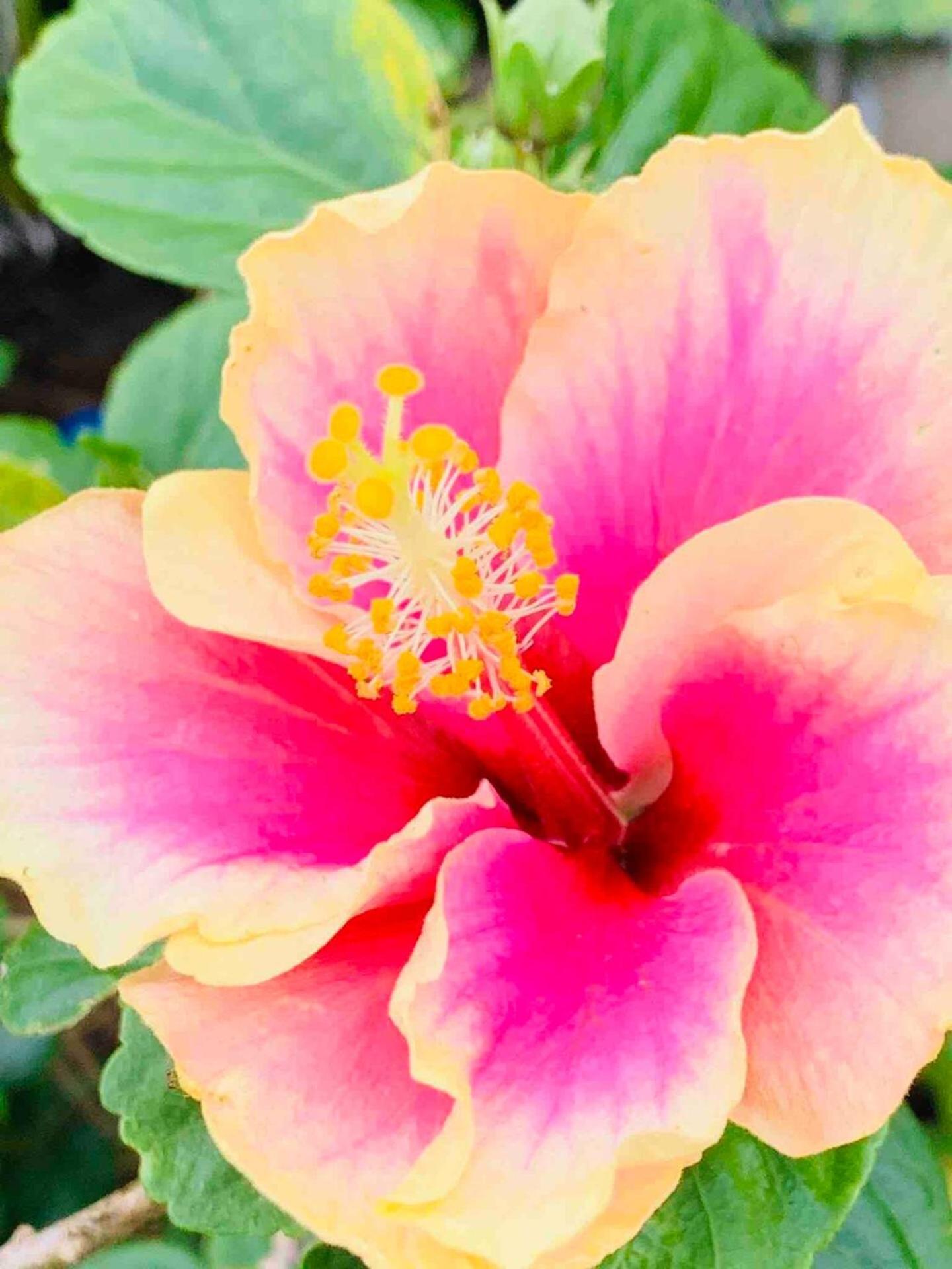 North Shore Garden Suite Haleiwa Luaran gambar